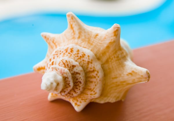 Flora_Fauna 013__8100
