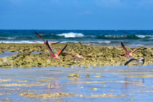 birds-2