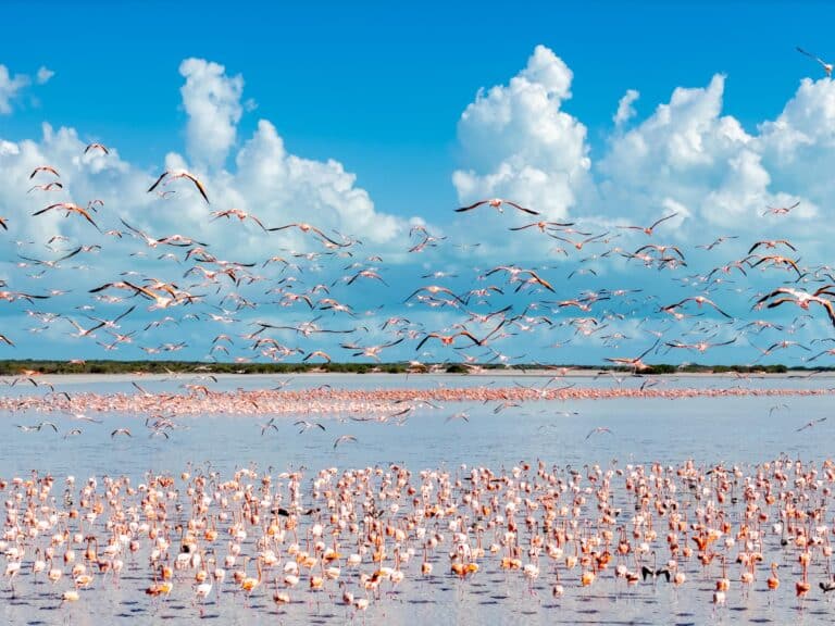 flamingo